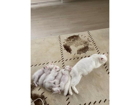 Beyaz renkli gözlü shorthair ve longhair olarak vardır