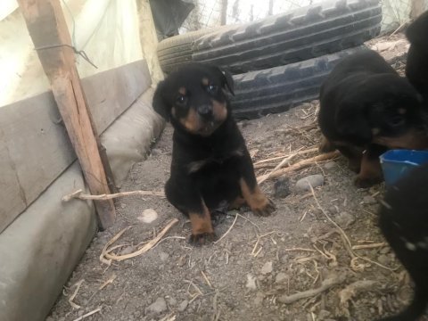 Rottweiler