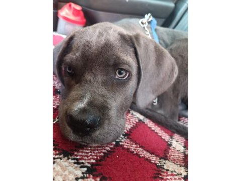 Cane corso blue 3 aylık kimlik çip çıkartıldı