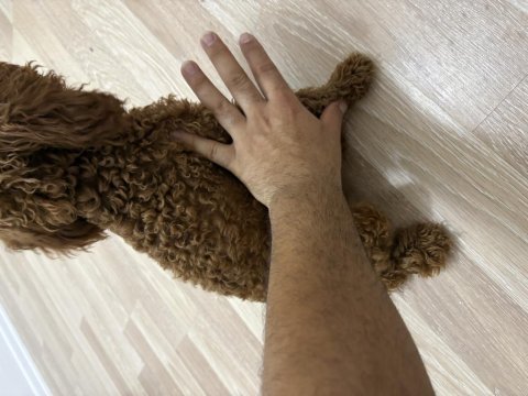 7 aylık dişi teacup poodle
