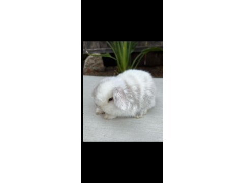 Hollanda lop tavşanı