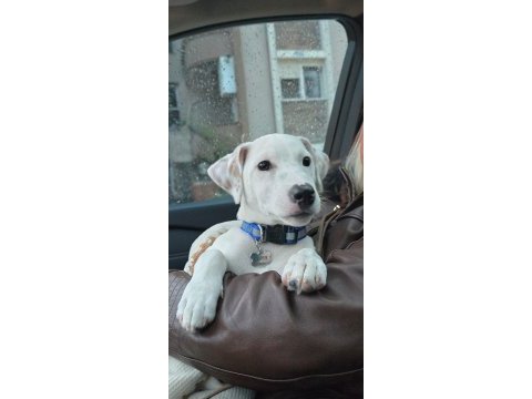4 aylık erkek jack russell