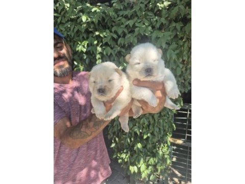 Chow chow bebeklerimiz
