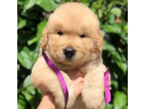 Golden retriever cinsi yavrularımız