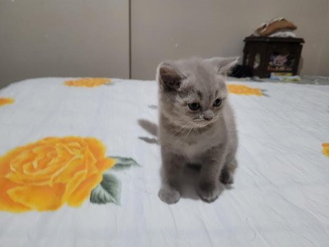 British shorthair yavru kedilerimiz