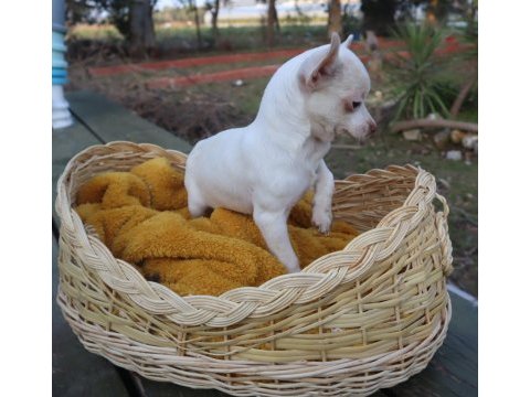 Chihuahua dişi elma kafa küt burun a kalite