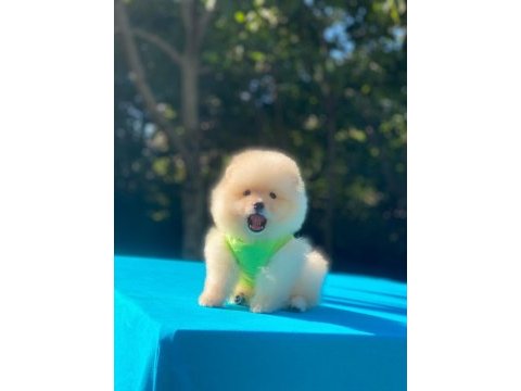 Minik pomeranian köpekler