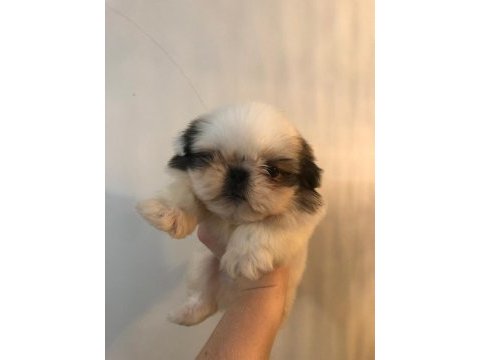 Erkek shih tzu pandalar
