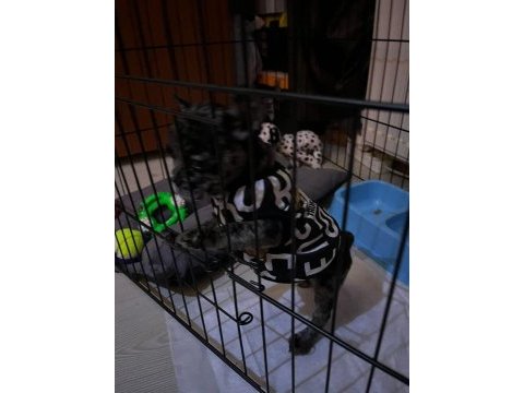 Aşıları tam yavru french bulldog merle