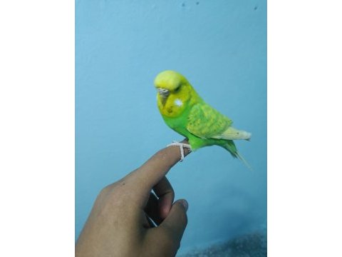 Ele alışkın jumbo muhabbet kuşu