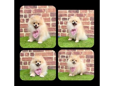 Safkan pomeranian bol yavrular
