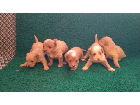 Tatlı maltipoo minikler