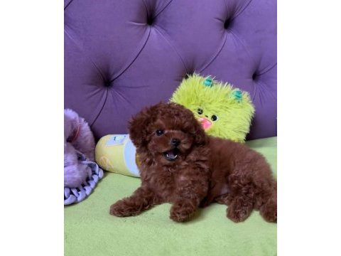 Kore teacup red brown aşılı eğitimli yavrular
