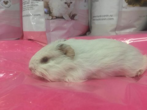 Guineapig bebekler gelmiştir