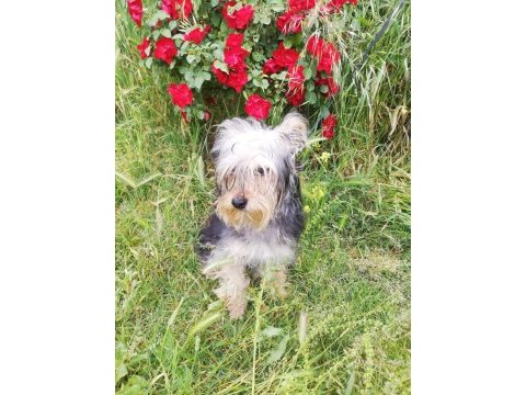 Muhteşem kaliteli yorkshire terrier köpekler