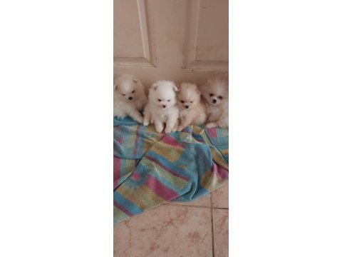 Orjinal anne baba altından 2 aylık pomeranian boo lar