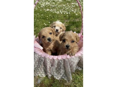 Maltipoo yavrularım