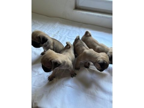 4 adet dişi pug yavrumuz