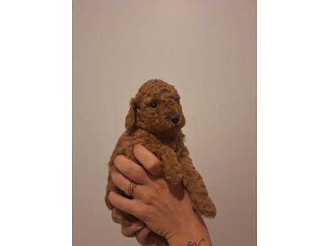Birbirinden güzel toy poodle bebeklerimiz