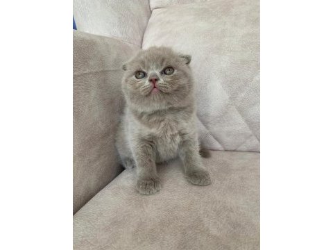 Show kalite sıfır kulak top kafa fawn renk bebis