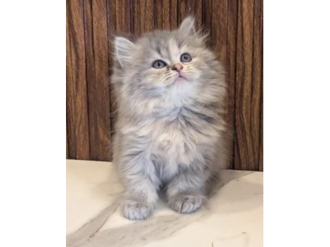 British longhair gri renk yeni sütten kesilme