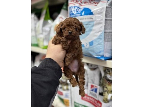 Toy poodle kore kan yavrular teacup sıfır boy