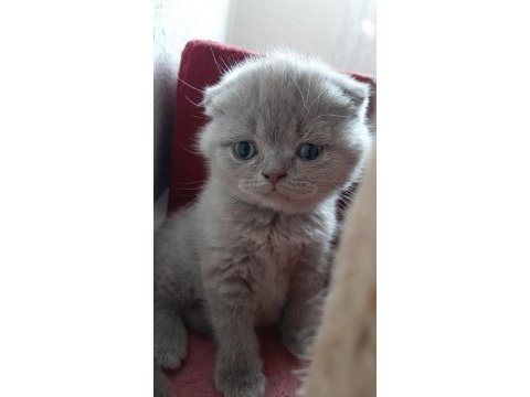Yavrularım erkek dişi british shorthair