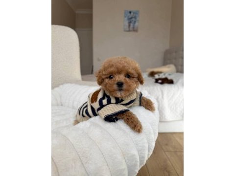 Maltipoo yavrularımız