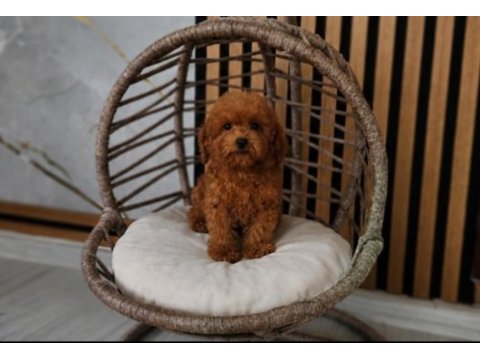 Toypoodle  yavrularımız 