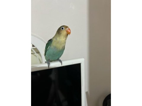 Yavru cennet papağanı