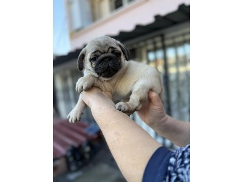 Pug mops yavruları