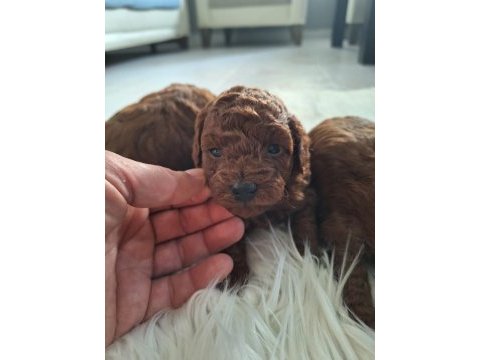 Toy poodle yavrularımız yeni yuvasını arıyor