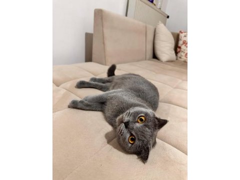 Scottish fold sağlıklı dişi 3 yaşında