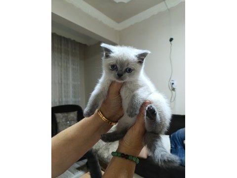 Minik scottish fold yavrularım