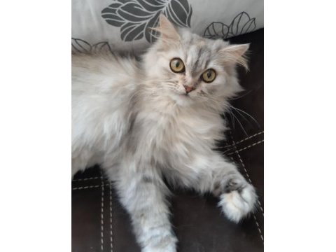 Çok güzel chinchilla kedim yeni yuvasını arıyor