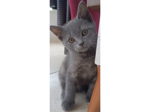 British shothair tabby