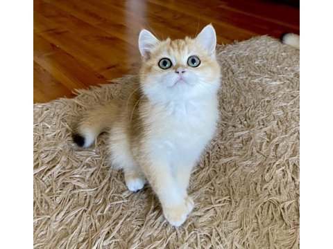 Safkan british shorthair golden erkek yavru