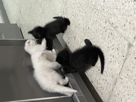 Ücretsiz sahiplendirme scottish fold
