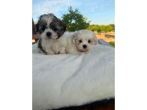 Açık renk ve trecolor shih tzu bebekler sun kennels