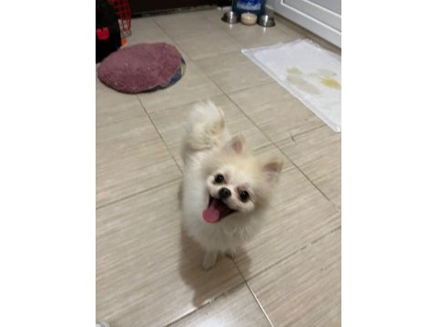 Çok şirin ve çok tatlı pomeranian