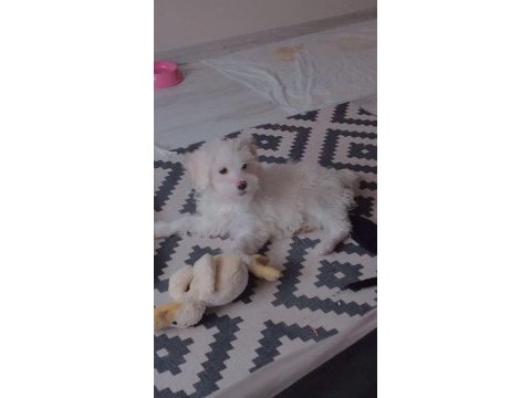 Köpeğimiz acil ücretlidir