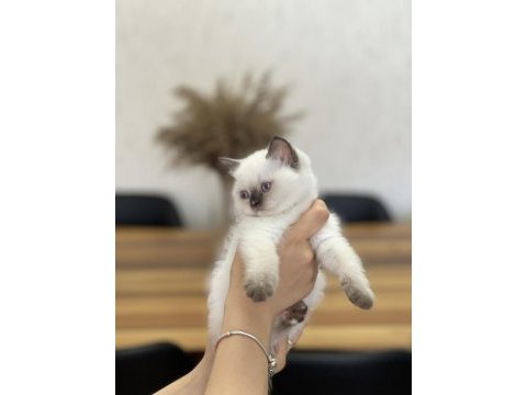 Blue point sevimli british shorthair yavrum 