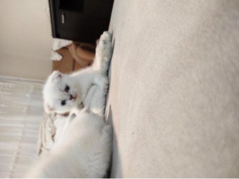 Blue point scottish fold