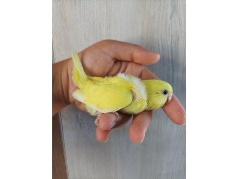 Yavru muhabbet kuşu yeni yeme düşmüş yavrular
