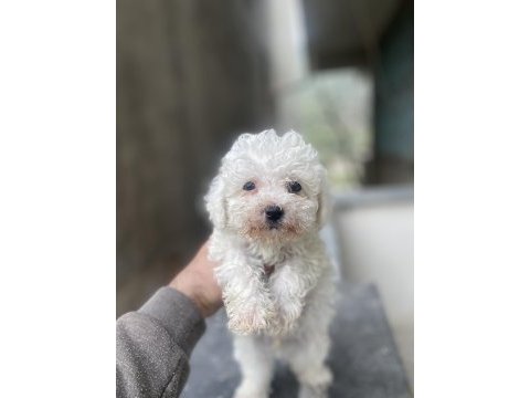 Orjinal bichon frise yavrular