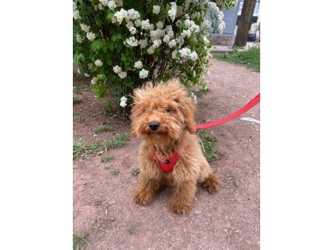4 aylık maltipoo (erkek)