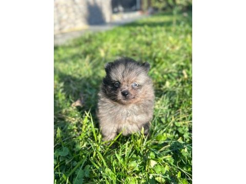 Antalya pomeranian boo köpekler