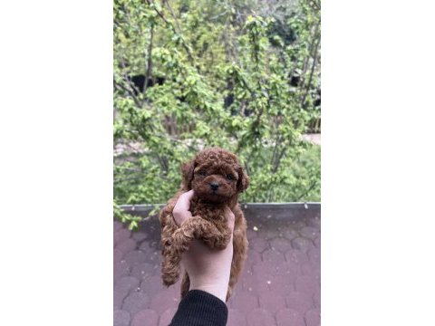 Toy poodle yavrular safkan ırk garantili