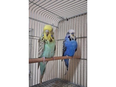 Yavru dişi show jumbo muhabbet kuşu