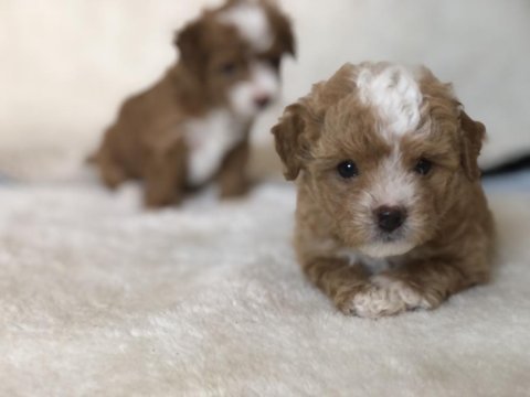 Maltipoo orjinal